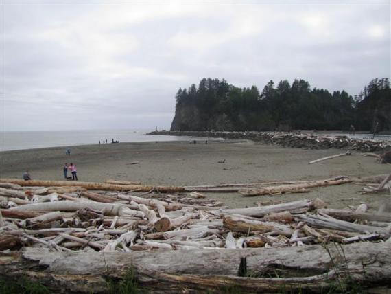 Tree Graveyard - Rialto Beach - La Push Washington - Atlas Obscura Best of