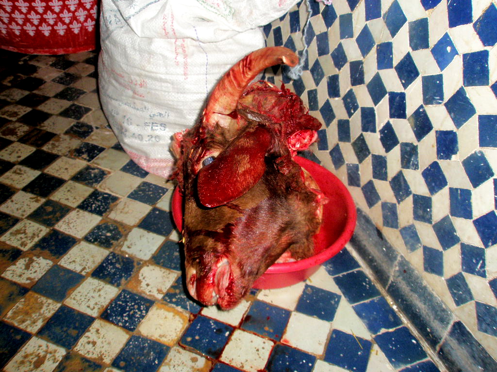 Sacrificed Ram's Head - Eid - Morocco - Atlas Obscura Blog