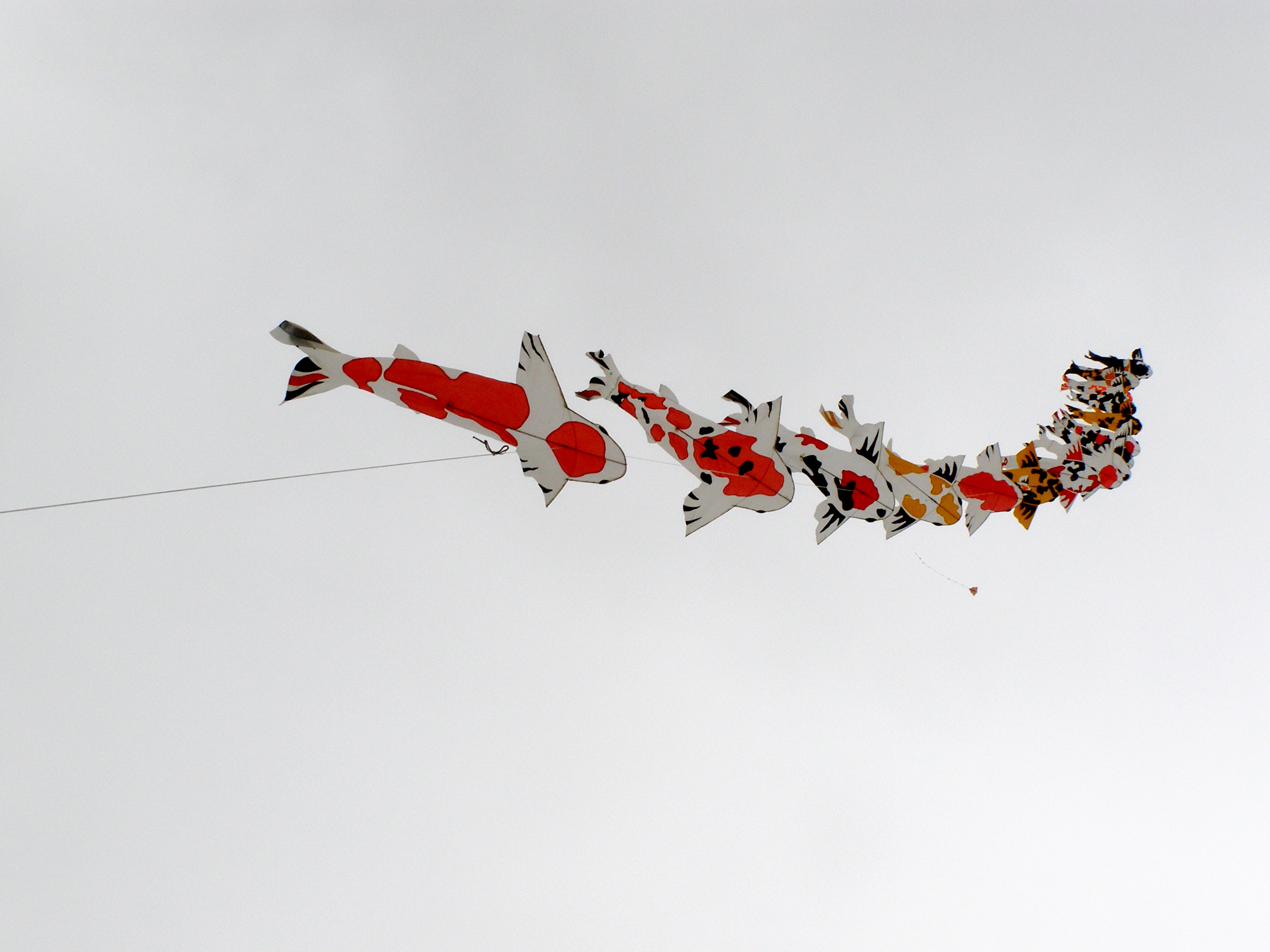 Fishes Kite - Berkeley Festival - Atlas Obscura Blog