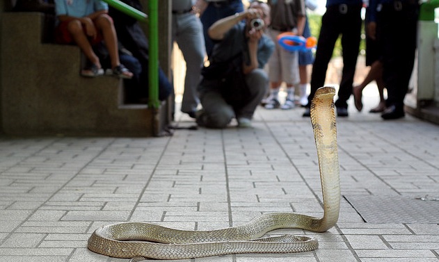 Snake Photographer - Ethical Boundaries of Entertainment - Atlas Obscura Blog